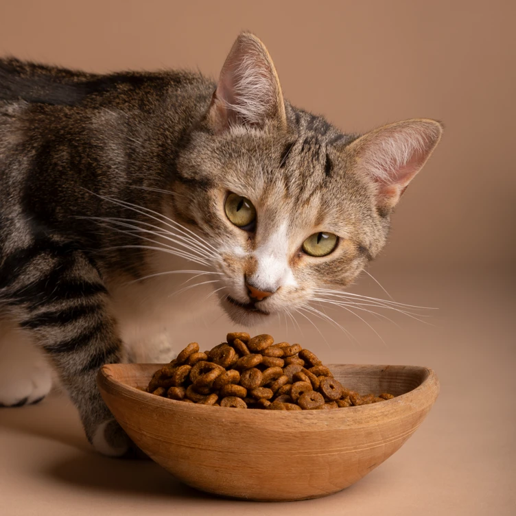 про котяче харчування